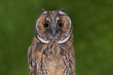 long-eared owl against green background