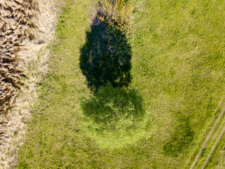 Green bush in the meadow in spring. Aerial drone view.