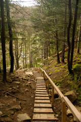 Obraz premium A wooden staircase in the Carpathian forest leads down from the mountain, sunny day. Vertical foto