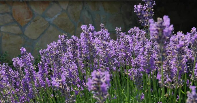 Lavender flower visiter by bees