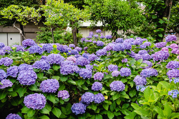 Fototapeta premium 紫陽花