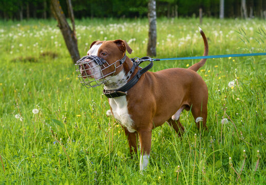 A brown pit bull dog in a metal muzzle, strogach and leather collar stands against the background of a green forest. Accessories for dogs