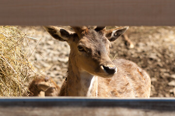 Close up of a little deer in petting zoo