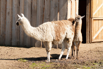 One baby lama and one big lama in a petting zoo © Natalia