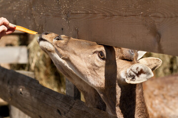Visitors fed with carrots a little deer in petting zoo