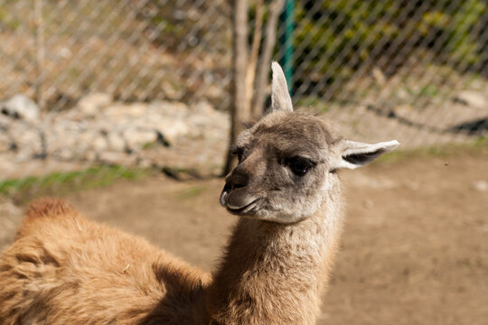 Portrait of baby alpaca or llama in petting zoo Valley of the Wolves in Mizhgirya, Ukraine