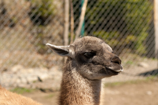 Portrait of baby alpaca or llama in petting zoo Valley of the Wolves in Mizhgirya, Ukraine