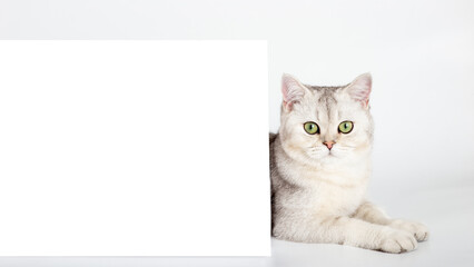 Beautiful white British cat with horizontal postcard on white table background mockup.