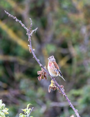 Linnet perched on a bramble.