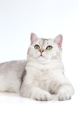 Beautiful calm white cat of British breed lies looking up
