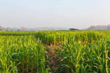 Beautiful morning  the corn field