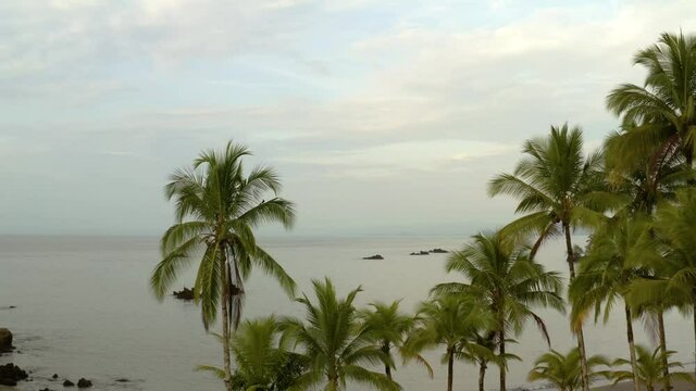 Pacific Coast With Rainforest