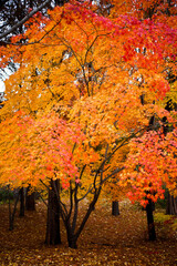 가을납엽과 산책 그 빛의 아름다움