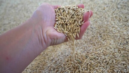 Yumaklar, Antalya, Turkey - 30th of May 2021: 4K Slow motion a handful of oat grain pouring down
