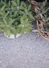 Green eco Nature bio wallpaper. Plant lover. Travel. Europe