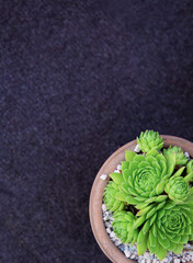 Obraz na płótnie Canvas Cacti in pots stylish wallpaper. Bio eco plant concept. Minimalist