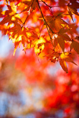 Naklejka na ściany i meble 가을낙엽과 햇살 그리고 추억, 산책
