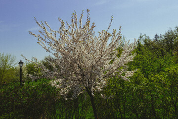 Apple tree in May, when all the branches are densely covered with white flowers
