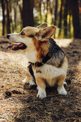 corgi dog portrait at the forest