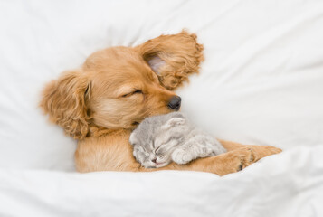 English Cocker spaniel puppy hugs gray kitten. Pets sleep together under white warm blanket on a...