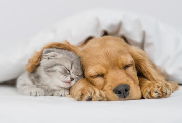 Cute kitten sleeps under ear of a English Cocker spaniel puppy. Pets sleep together under white...