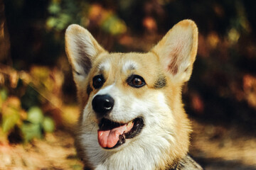 corgi dog portrait at the forest