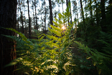 Grüner Farn im Wald bei Sonnenuntergang