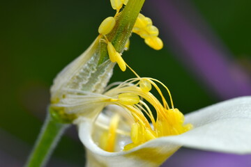 Pistil and stamen of aquilegia which attract bees with its nectar. The flower is commonly known as...
