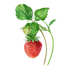 Strawberry, botanical illustration. Strawberries on a bush isolated on a white background. - 437907552