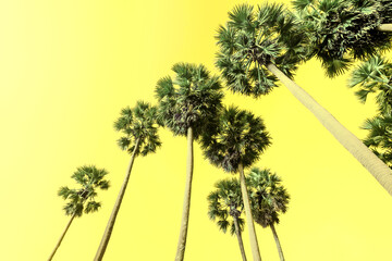 Fototapeta premium Tropical palm tree with sun light on sunset sky and cloud abstract background.