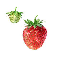 Strawberry, botanical illustration. Berries isolated on a white background. - 437907584