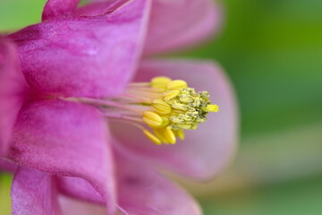 Aquilegia is common perennial seen in gardens or planted in containers. It is tall with a long stem...