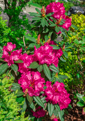 Fototapeta na wymiar Pink rhododendron flower Pacific rhododendron