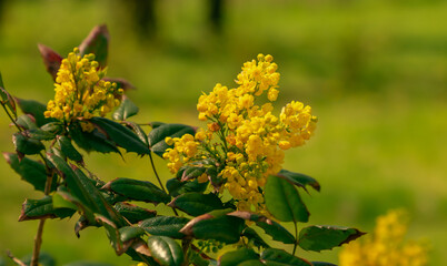 Oregon Grape, Mahonia common Mahonia aquifolium