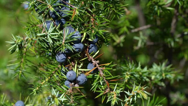 Common Juniper in natural environment (Juniperus communis) - (4K)