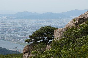Top view from Geumjeongsan Mountain. Pine tree on a steep rocky slope. Nakdong River (Nakdonggang) valley in smog below it. Geumseong-dong, Geumjeong-gu, Busan, South Korea.
