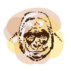 Gorilla monkey portrait. Simple handmade sketch drawing. Wild animal drawing.
