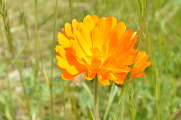 Orange Flower