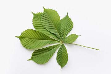 chestnut leaves on a white background, green chestnut leaves, green leaves