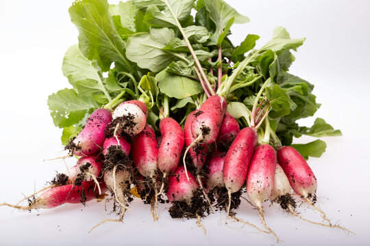 Bunch of Radishes with soil on a white background
