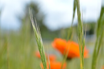 Fototapeta premium Flower