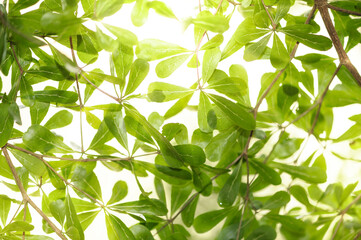 Green leaf with nature in a garden summer. Nature green background. Natural green leaves plants using as spring background cover page environment ecology or greenery wallpaper.