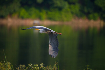 great blue heron