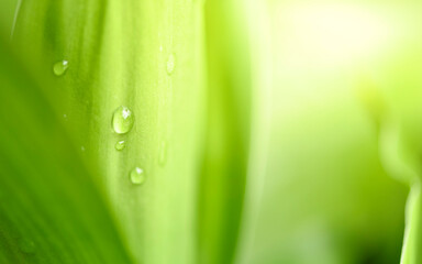 Green leaf with nature in a garden summer. Nature green background. Natural green leaves plants using as spring background cover page environment ecology or greenery wallpaper.