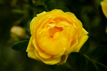yellow rose