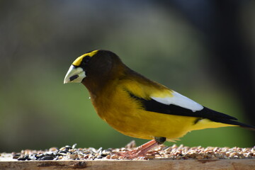 A big stray beak at the feeder
