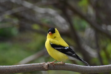 A goldfinch in the garden