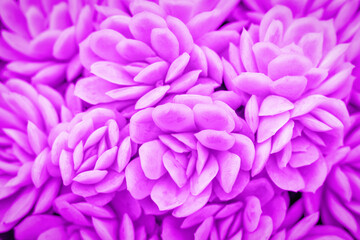 Texture of succulents trendy purple color close-up, natural background.