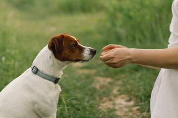 Woman play Jack Russell Terrier dog in meadow. Woman hugging Jack Russell Terrier dog in nature. Beautiful dog.