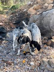 Two puppy Dalmatian dogs at the rocky beach